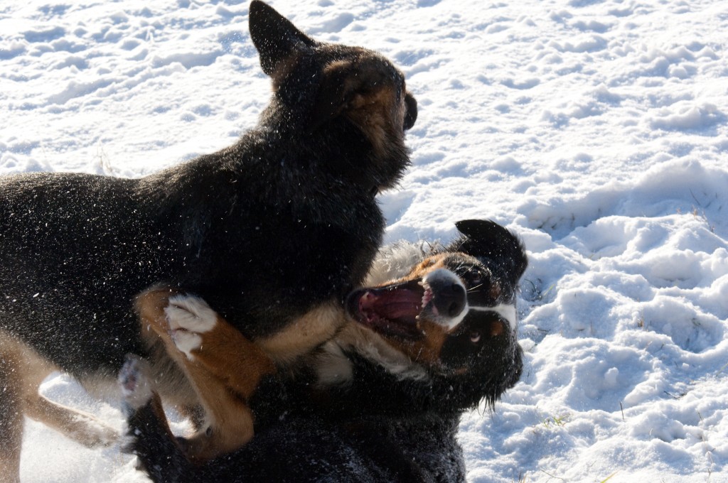 Schwierige und/oder aggressive Hunde Hundeschule Elbtal